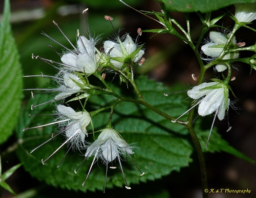 {Hydrophyllum canadense}